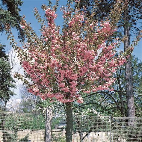 bluetenkirsche prunus serrulata kanzan rosa