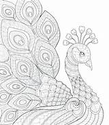 Peacock Coloring Pages Adults Drawing Paisley Colour Garden Adult Color Printable Getdrawings Getcolorings Colorings Paintingvalley sketch template