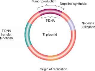 genetic engineering  plants transposable elements