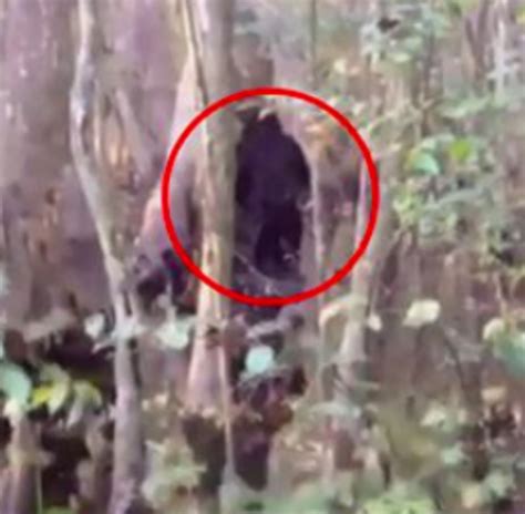 bigfoot sighting   bizarre footage captures mysterious