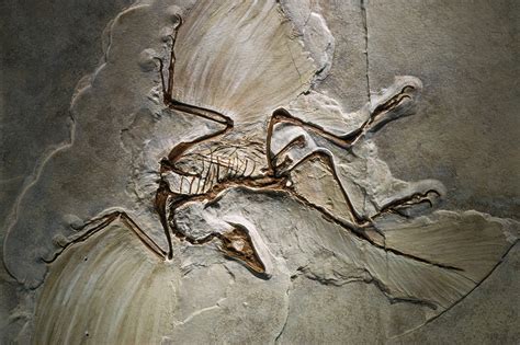 archaeopteryx   flown  short bursts  modern day pheasants