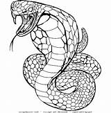 Cobra Snake Coloring Pages King Drawing Rattlesnake Kids Printable Color Head Viper Realistic Baby Animal Colouring Poison Spurt Clipart Print sketch template