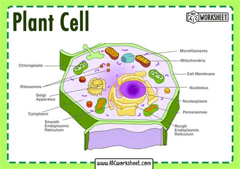 plant cell labeled parts  functions ontobel