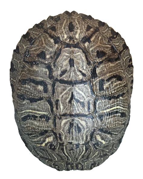 pond turtle shell   inches natural bone quality  red eared slider real turtle shell