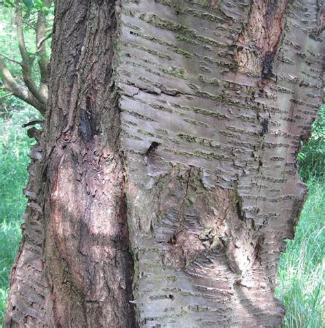 bark tree guide uk tree identification  type  bark