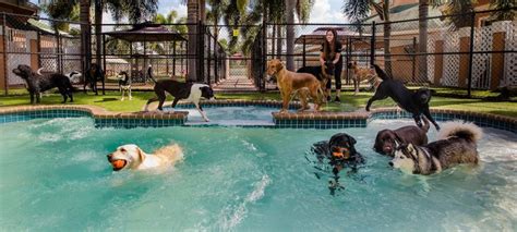 pet friendly places  fort lauderdale florida accepting dogs cats