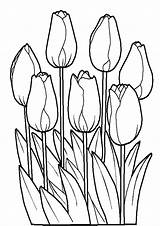 Bunch Tulips Indiaparenting sketch template