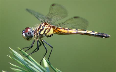 myselfwhat  wonderful world newsflash dragonflies capable  primate level