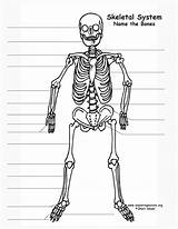 Skeleton Human Model Body Make Kids Anatomy System Science Bones Exploringnature Skeletal Parts Labeling 5th Frame Life Drawings School Visit sketch template