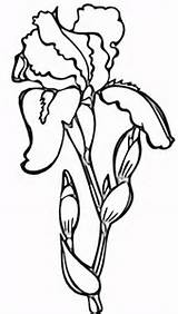 Iris Coloring Flower Printable Pages Drawing Irises Drawings Flowers Line Outline Színez Color írisz Draw Crafts Supercoloring Print Clipart Categories sketch template