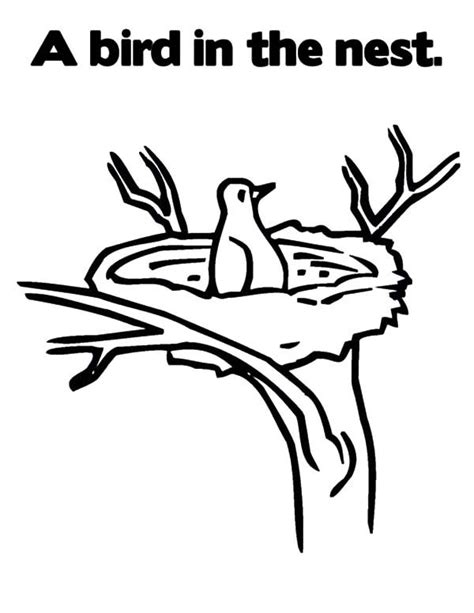 bird   bird nest coloring pages  place  color