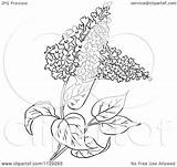 Lilac Flower Plant Clipart Cartoon Outlined Vector Picsburg Coloring Clipartof Clipground sketch template