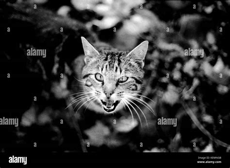 hissing cat  res stock photography  images alamy