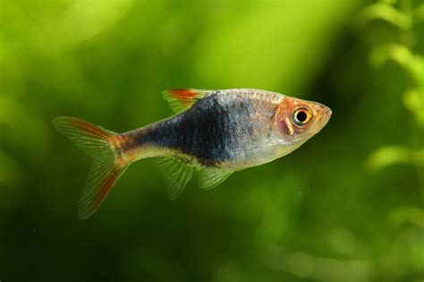 common freshwater fish limoliberty