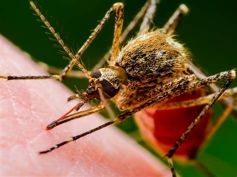 europes battle  aedes mosquitoes growing threat  mosquito