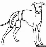 Coloring Pages Greyhound Dogs Dog Italian Whippet Thecolor Color Template sketch template