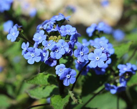 22 Perennials For Shade Plants And Flowers