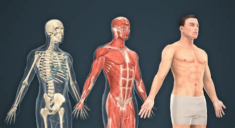 het menselijk lichaam mannelijk  scene mozaik digital education  learning