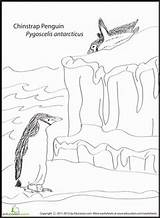 Penguin Chinstrap Coloring Worksheet Education Pages Worksheets Choose Board Penguins sketch template