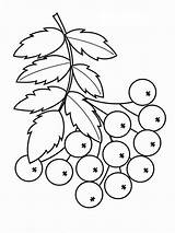 Coloring Pages Rowan Berries Recommended sketch template