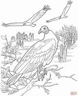 Colorare Vulture Avvoltoio Lusso Disegno Vultures Avvoltoi sketch template