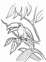 Coloring Toucan Pages Bird Printable Color Birds Print Colouring Getcolorings Recommended sketch template