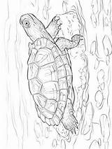 Schildpadden Turtles Kleurplaten sketch template