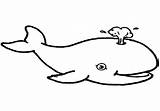 Whale Sperm Coloring Getdrawings Pages Getcolorings sketch template