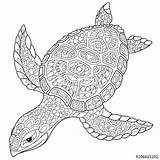 Coloring Turtle Pages Zentangle Mandala Adult Stylized Animal Tortue Stock Cartoon Printable Coloriage Drawing Illustration Turtles Antistress Isolated Kids Adults sketch template