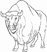Coloring Buffalo Water Pages Getdrawings Bison Getcolorings sketch template