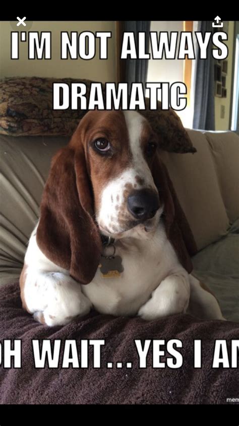 Pin By Kinsley Rohr On Memes Basset Hound Funny Basset