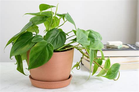 grow philodendrons philodendron plant philodendron plants