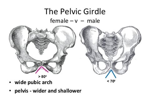 The Pelvis Bones And Joints