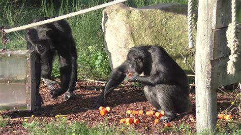 king carrot chimpanzee  safaripark beekse bergen youtube