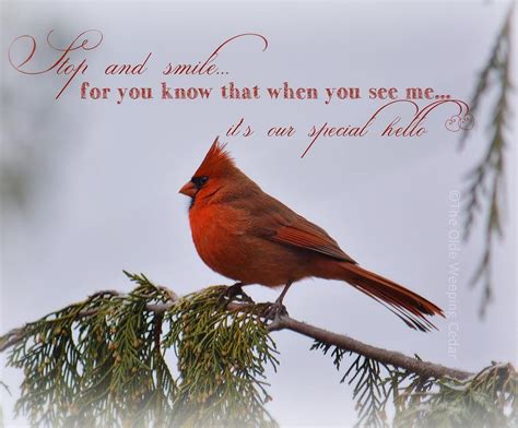 cardinals cardinal birds meaning cardinal messages  heaven