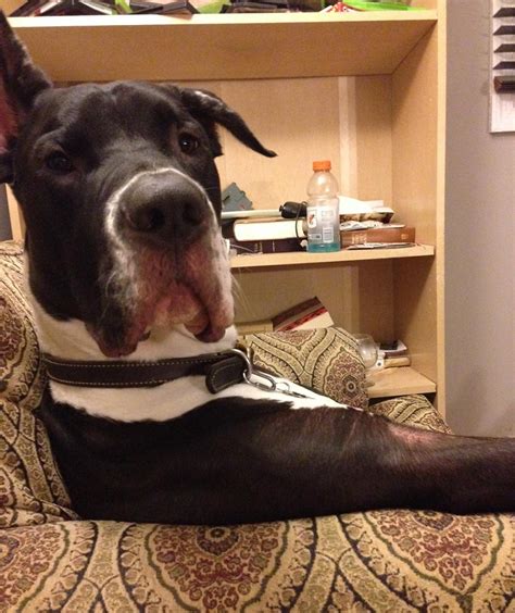 10 pictures only great dane owners will think are funny