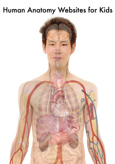 terrific human body  anatomy websites  kids hubpages