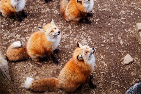 feed  fox dog food