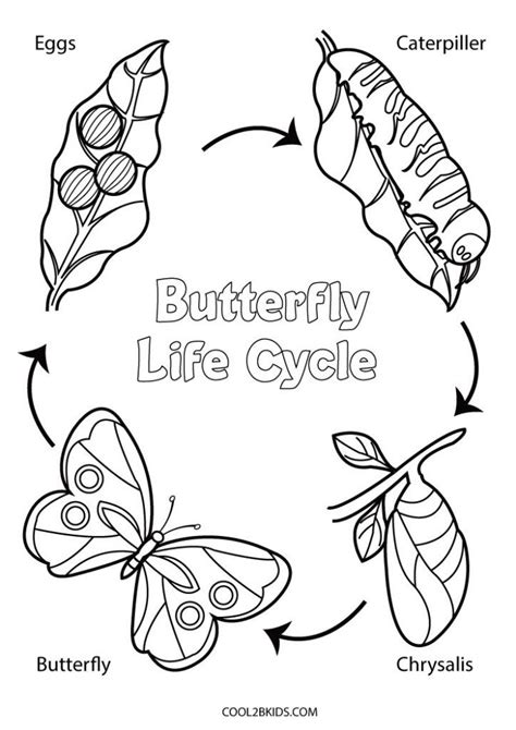 butterfly life cycle  shown  black  white