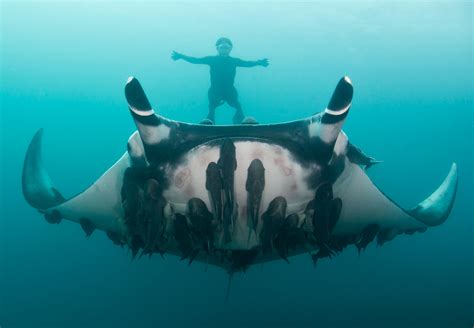 meet  scientist snapping selfies  giant manta rays wired