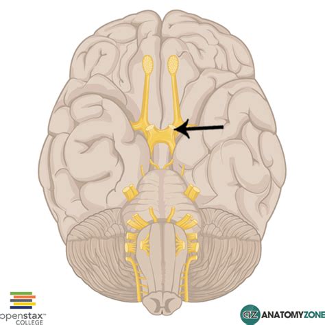 optic nerve nervous system anatomyzone