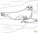 Seal Coloring Pages Baby Harp Mother Seals Printable Color Supercoloring Print Sheet Cute Popular Elephant sketch template