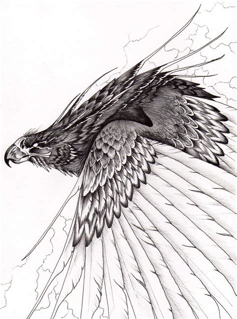 thunderbird  verreaux  deviantart