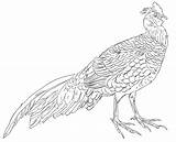Pheasant sketch template