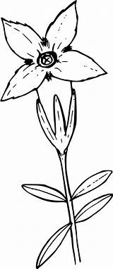 Clipart Gentian Clipground Flowered sketch template