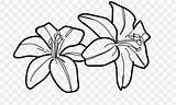 Lilies Lilly Getdrawings Bunga Pngwing Bakung Populer Beginilah Bingkai Webstockreview sketch template