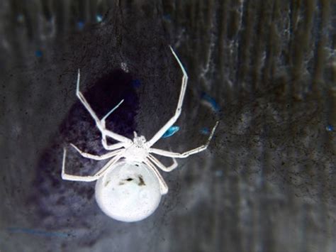 weduwe spider az lijst van  zeldzame albino dieren fotos amazing animals unusual