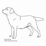 Labrador Coloring Dog Pages Retriever Lab Color Line Puppy Realistic Dogs Own Labradors Retrievers Stand Paintings Visit Choose Board Kids sketch template