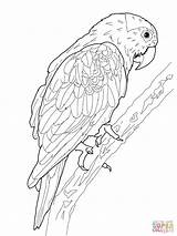 Coloring Book Pages Parrot sketch template