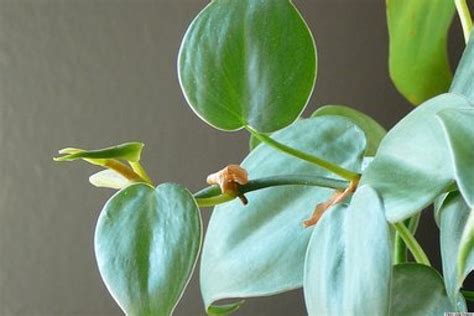 10 Best Houseplants To De Stress Your Home And Purify The Air Huffpost